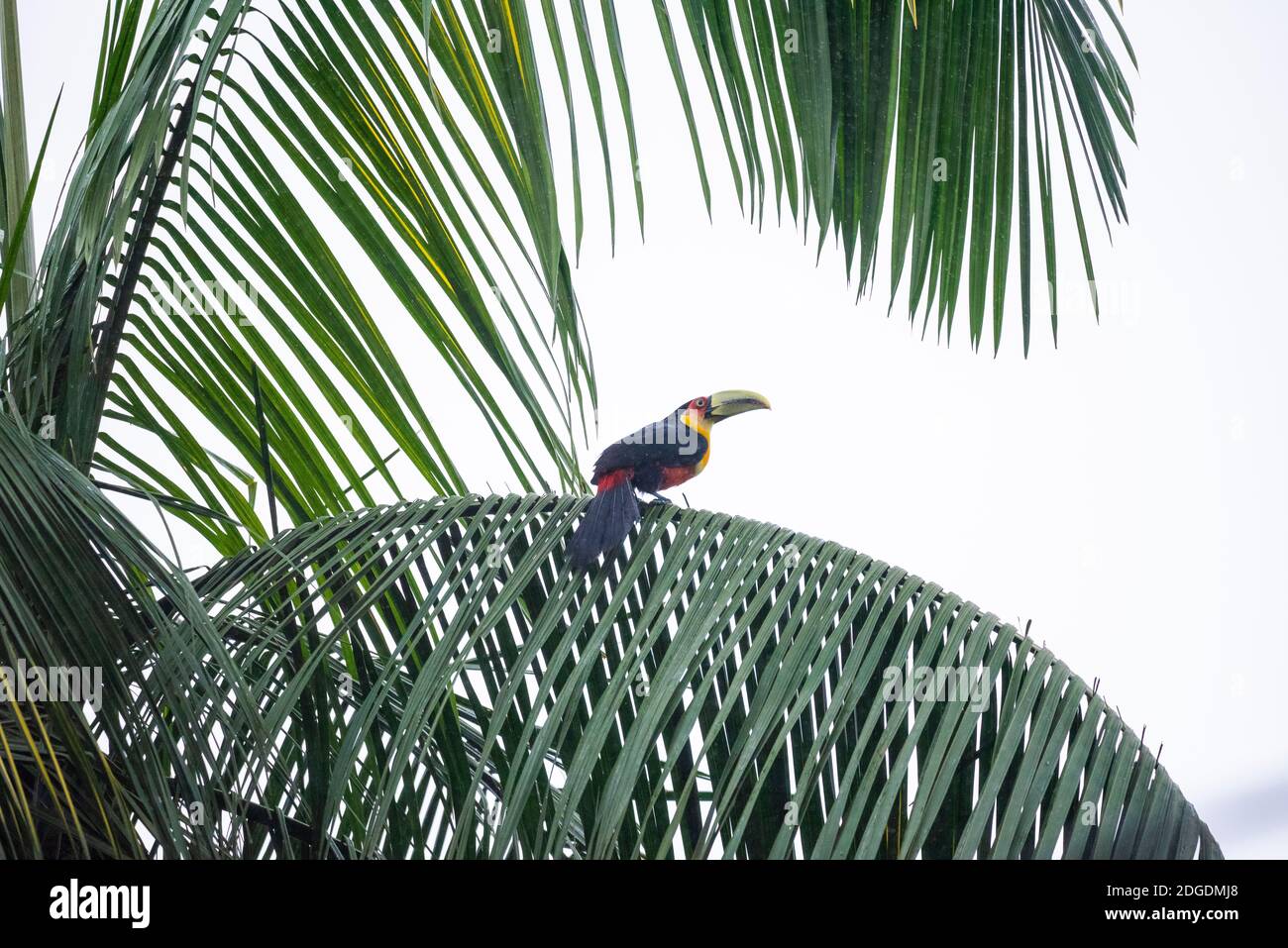 Schöner farbenfroher tropischer Tukan auf Baumzweig in grüner Regenwaldlandschaft, Mantiqueira Mountains, Rio de Janeiro, Brasilien Stockfoto