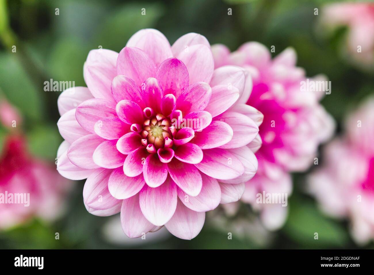 Dahlia Blumen in verschiedenen Farben Stockfoto