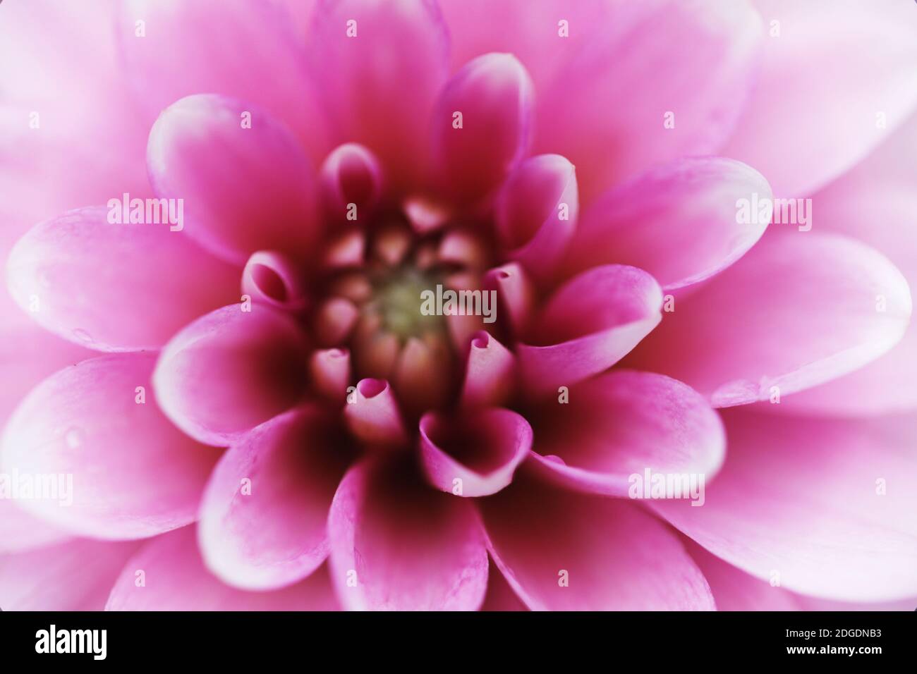 Dahlia Blumen in verschiedenen Farben Stockfoto
