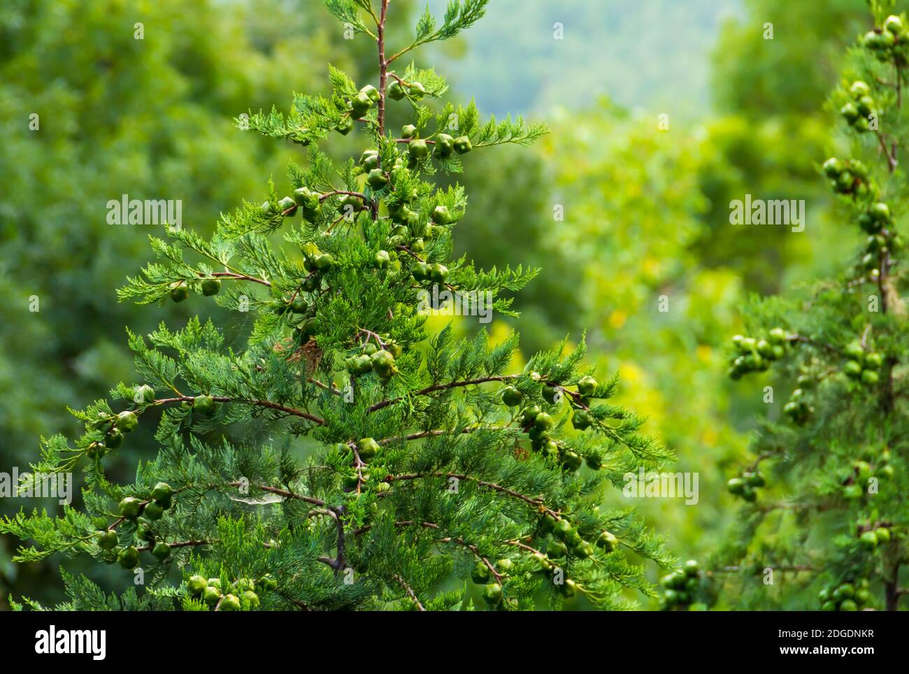 Zypresse Baum. Saftige junge immergrün mit Knospen Beeren close-up Gemüse Hintergrund Öko-Textur Stockfoto