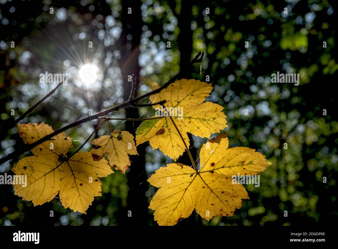 Herbstwald Stockfoto