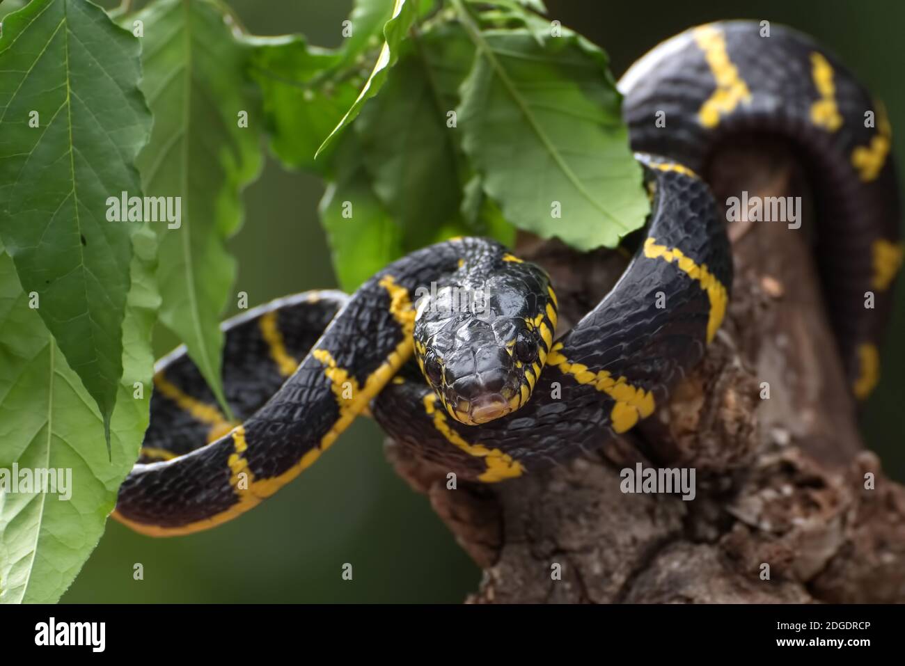 Die goldberingte Katzenschlange im Verteidigungsmodus ( Boiga dendrophilia ) Stockfoto