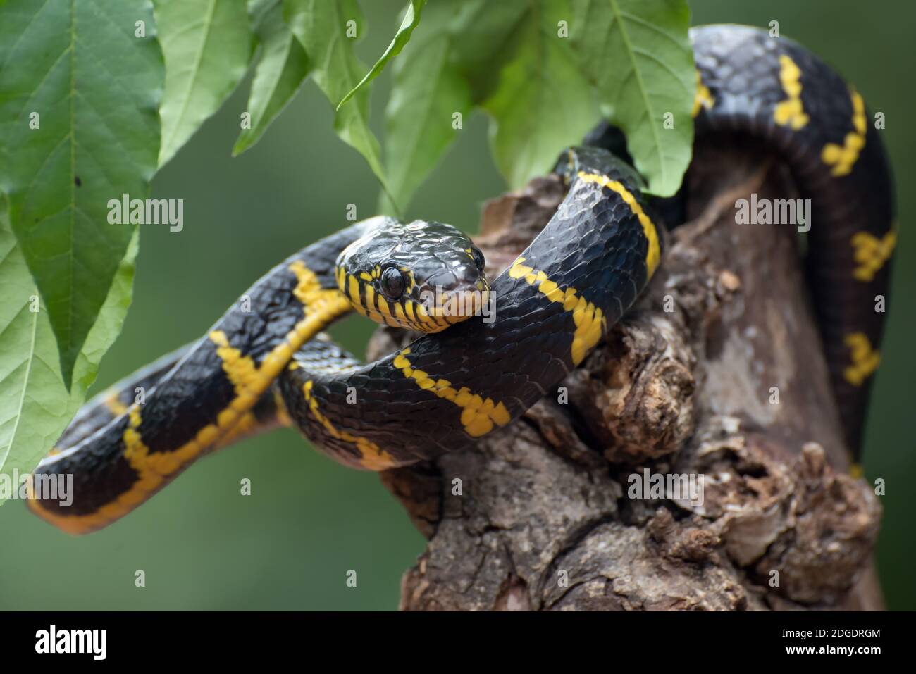 Die goldberingte Katzenschlange im Verteidigungsmodus ( Boiga dendrophilia ) Stockfoto