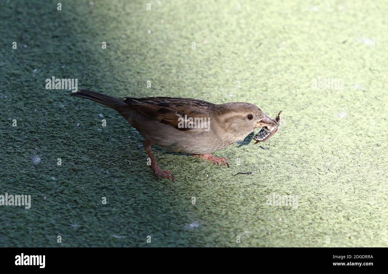 Sperling hält einen Hahnenkäfer in seinem Schnabel Stockfoto