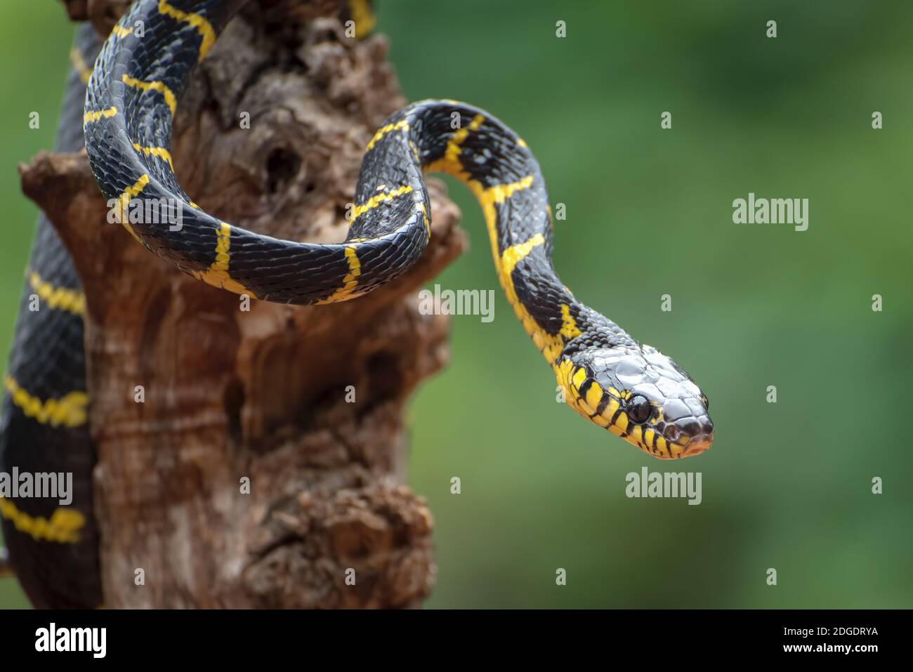 Die goldberingte Katzenschlange im Verteidigungsmodus ( Boiga dendrophilia ) Stockfoto