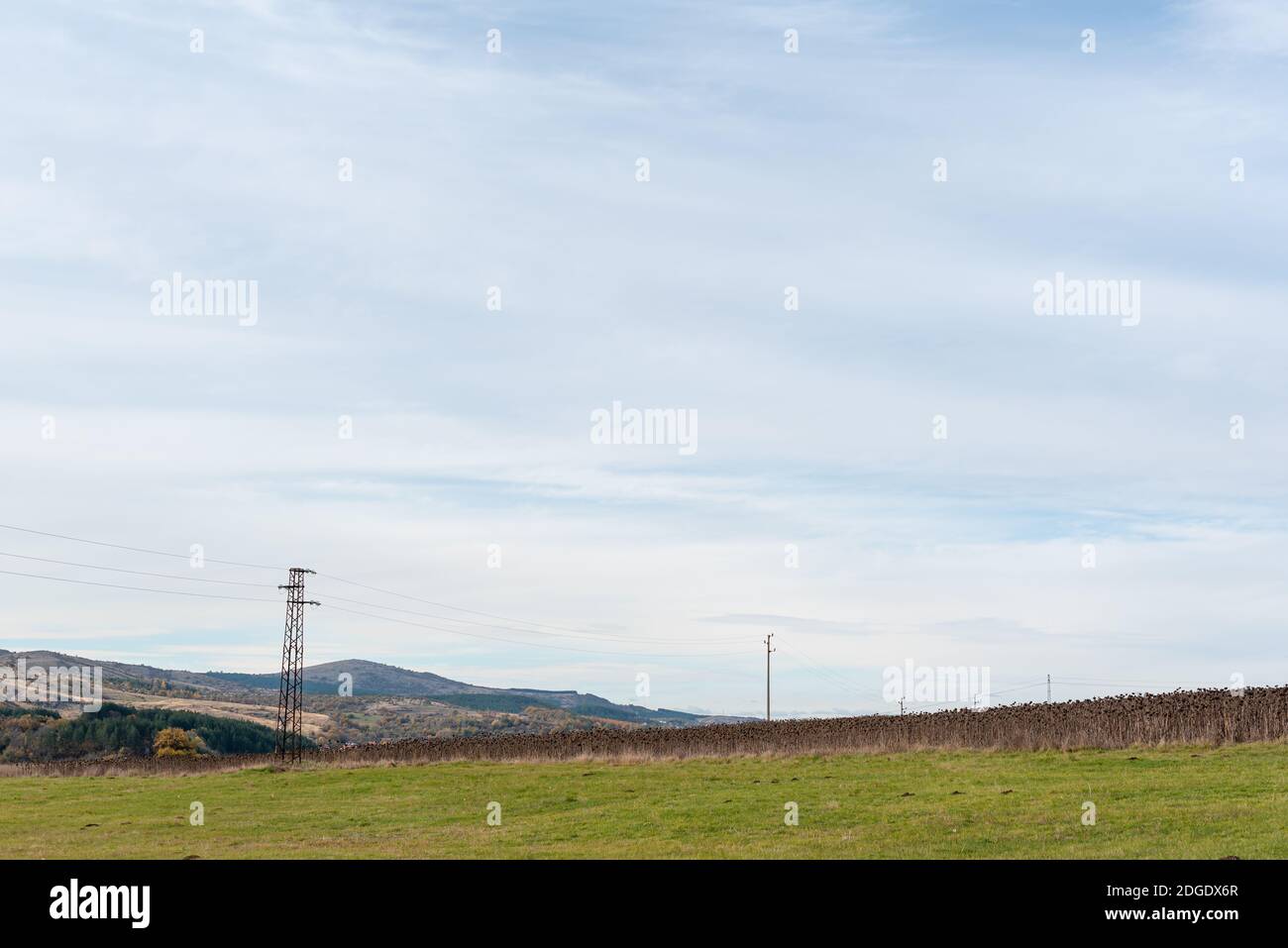 Die Folgen des Klimawandels - Sonnenblumenfeld vollständig entleert Bei längerer Hitze und Trockenheit neben grünem Gras auf moody wolkiger Himmel in Bulga Stockfoto