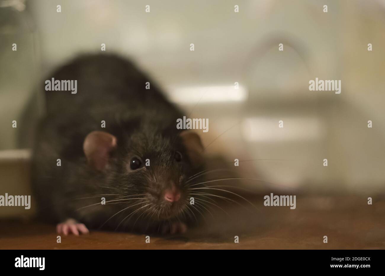 Großer schwarzer Rattenmink mit dunklen Augen auf einer Holzoberfläche, Fokus auf den Kopf auf einem verschwommenen Hintergrund Stockfoto