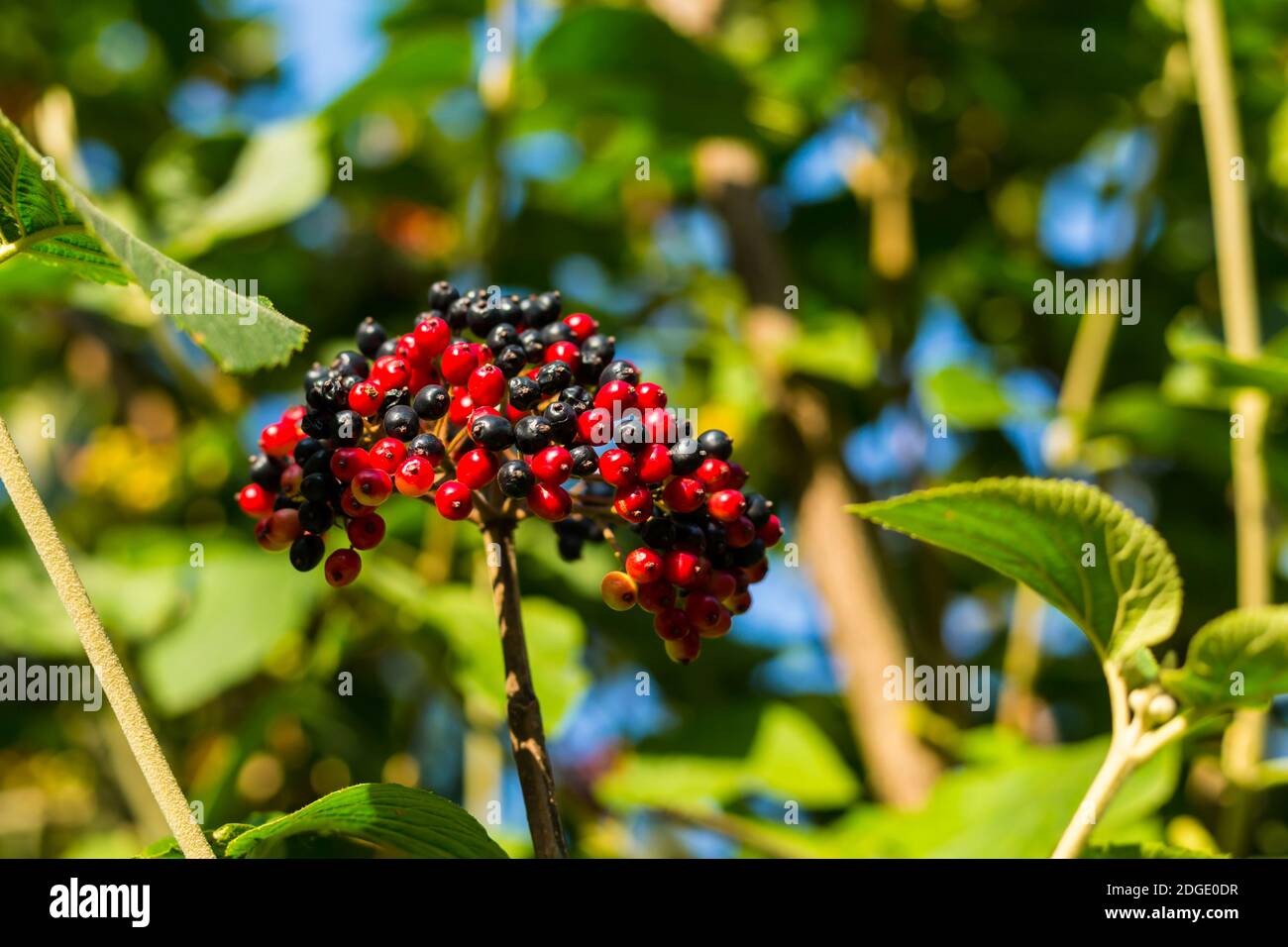 Heller Bund von Viburnum schwarz rote Beere auf einem langen Ast wächst zwischen den Blättern im Sonnenlicht Stockfoto