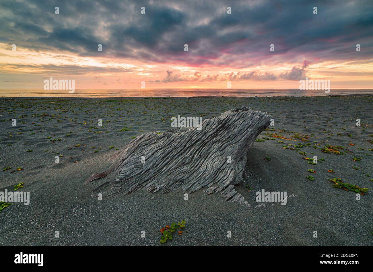 Driftwood Buried in the Sand under a Dramatic Sunset at the Beach, Farbbild Stockfoto