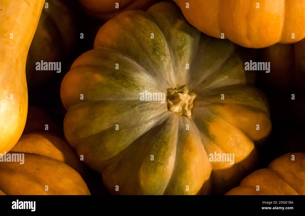 Kürbisgrün mit orangefarbenem seitlichem Nahaufnahme-herbstlicher Textur-Hintergrund Stockfoto