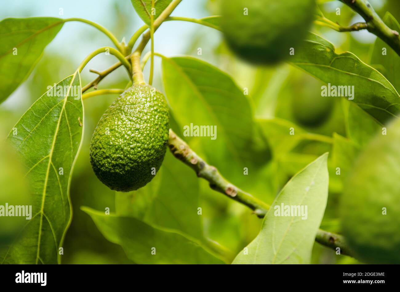 Frischer Avocado im Baum Stockfoto