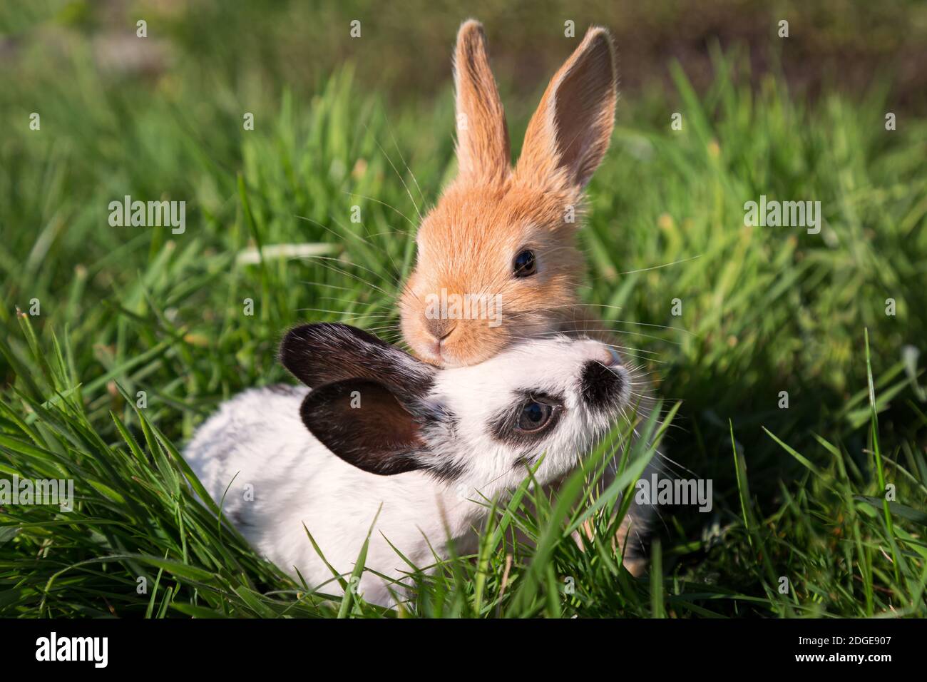 Zwei Baby-Hasen spielen auf grünem Gras Stockfoto