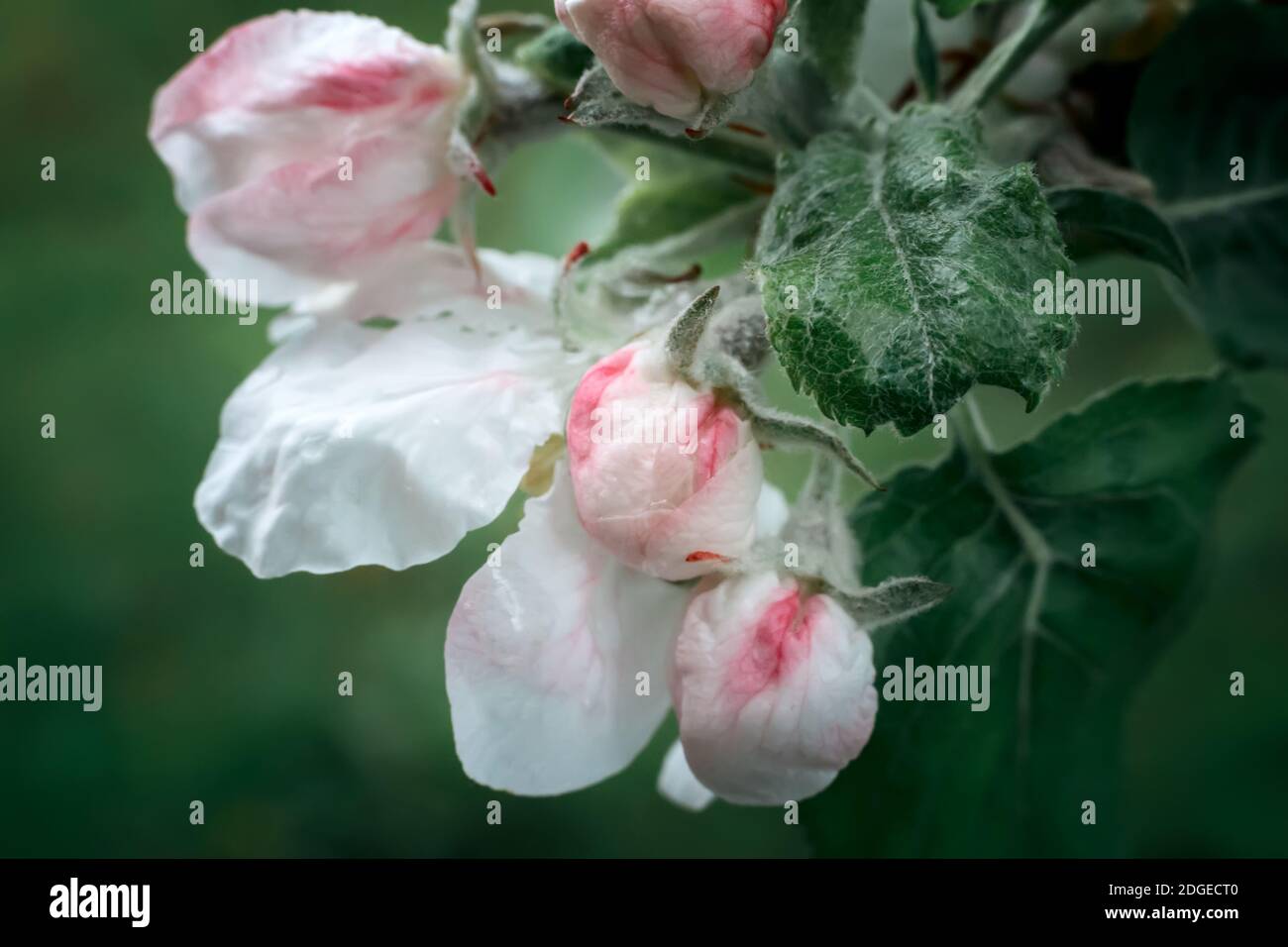 Knospen der Blumen von einem Apfel-Baum und Blätter auf einem apple tree branch im Frühjahr. Stockfoto