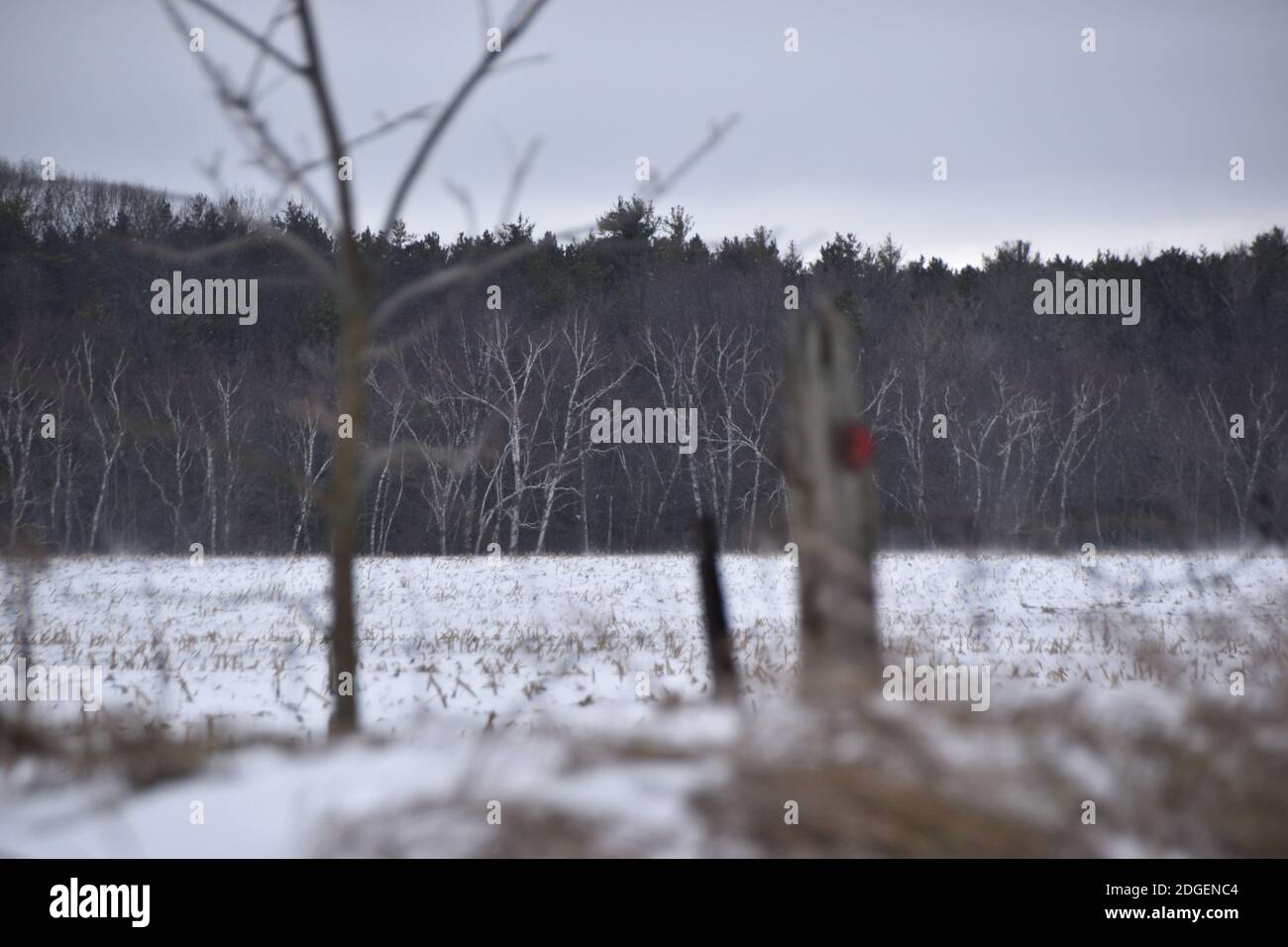 Blick auf einen Wald durch ein schneebedecktes Feld Stockfoto