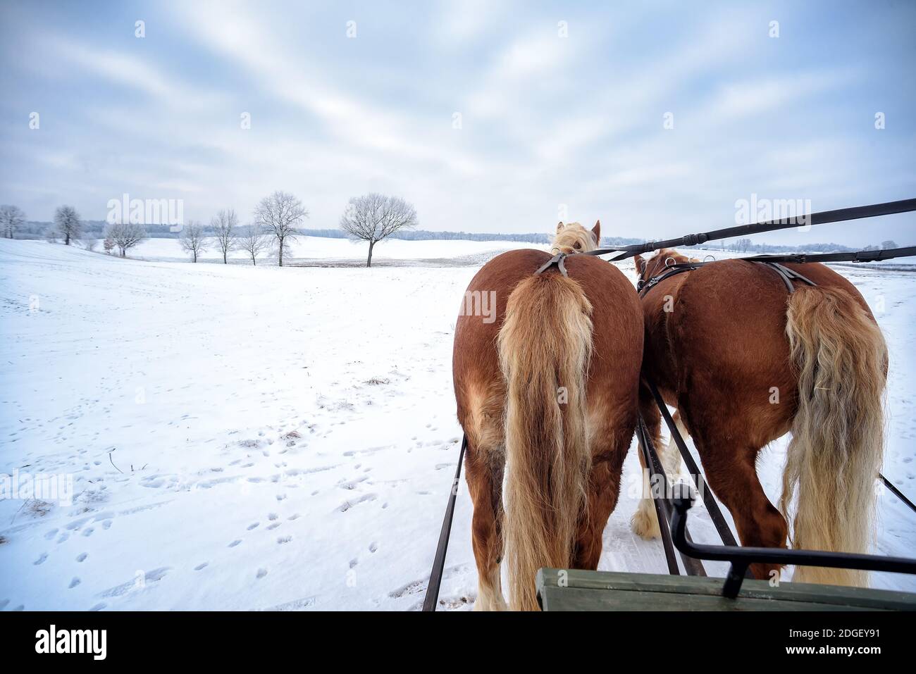 Schlittenfahrt in Masuren Stockfoto