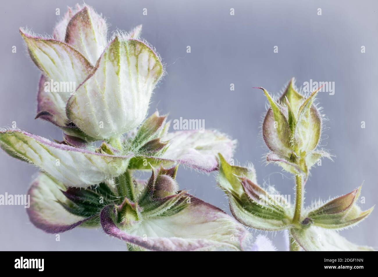 Salbei - eine Heilpflanze mit antiseptischen Maßnahmen Stockfoto
