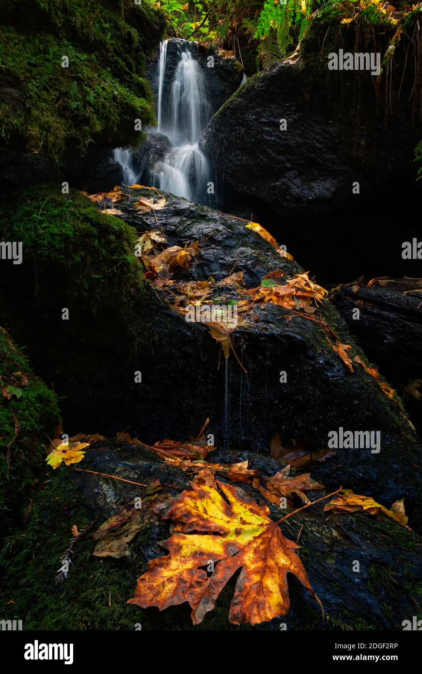 Ein kleiner Wasserfall im Herbst mit Ahornblättern Stockfoto