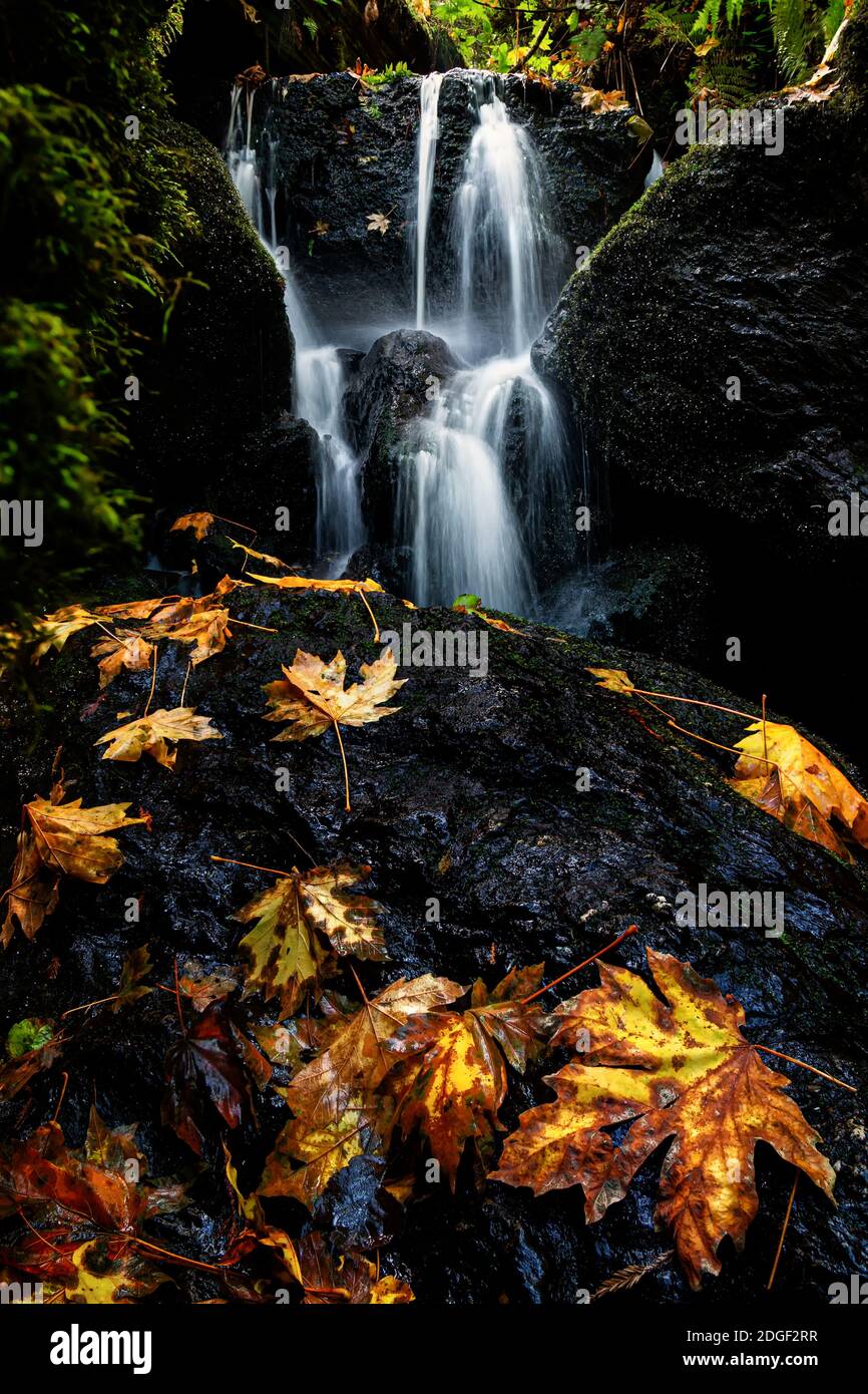 Ein kleiner Wasserfall im Herbst mit Ahornblättern Stockfoto