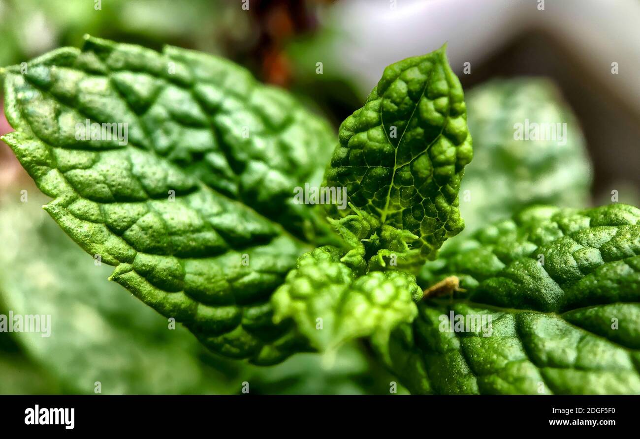 Frischer Minze Blätter Stockfoto