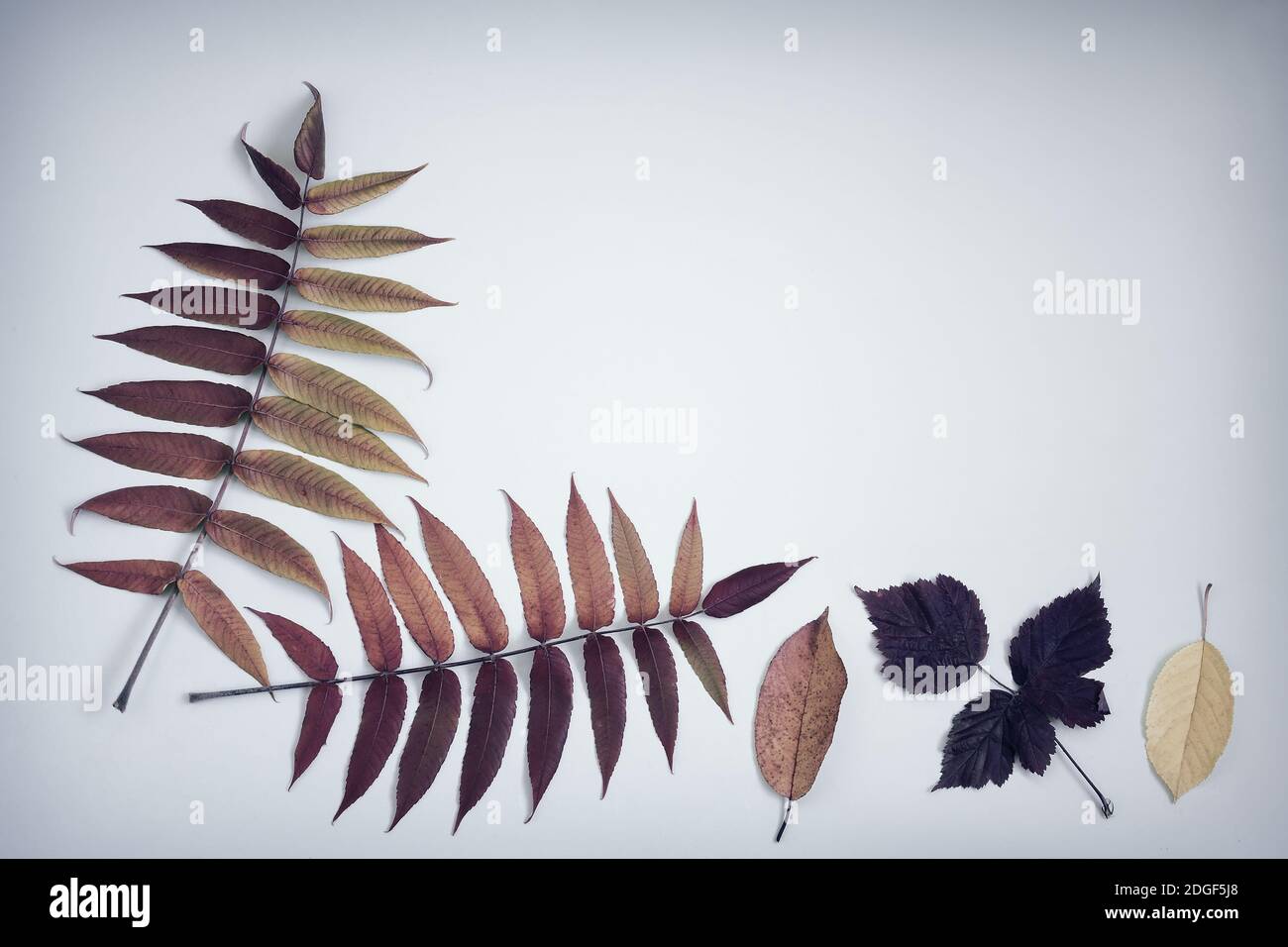 Die hellen Blätter im Herbst auf einem blauen Hintergrund. Stockfoto