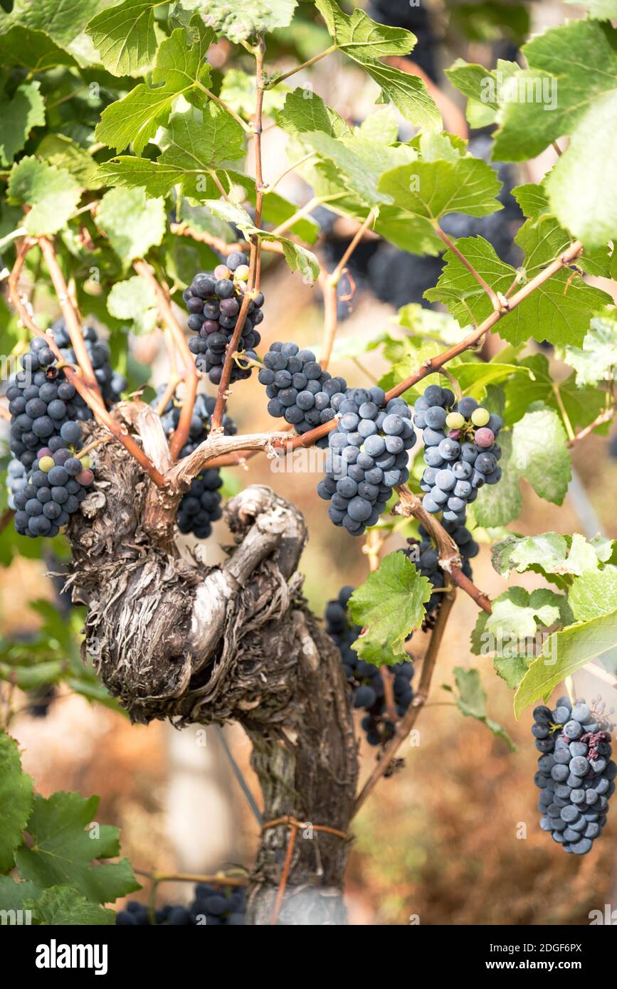 Wein-Lager Stockfoto