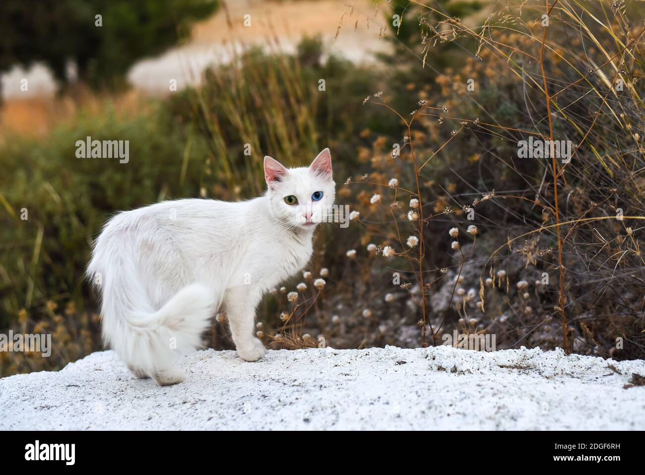 Eine weiße Katze mit verschiedenfarbigen Augen in der Natur Stockfoto