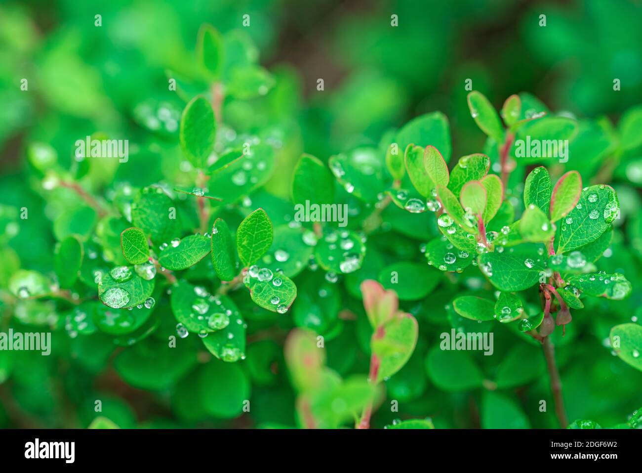Grüne Makroblätter von Heidelbeerbüschen mit Wassertropfen Stockfoto