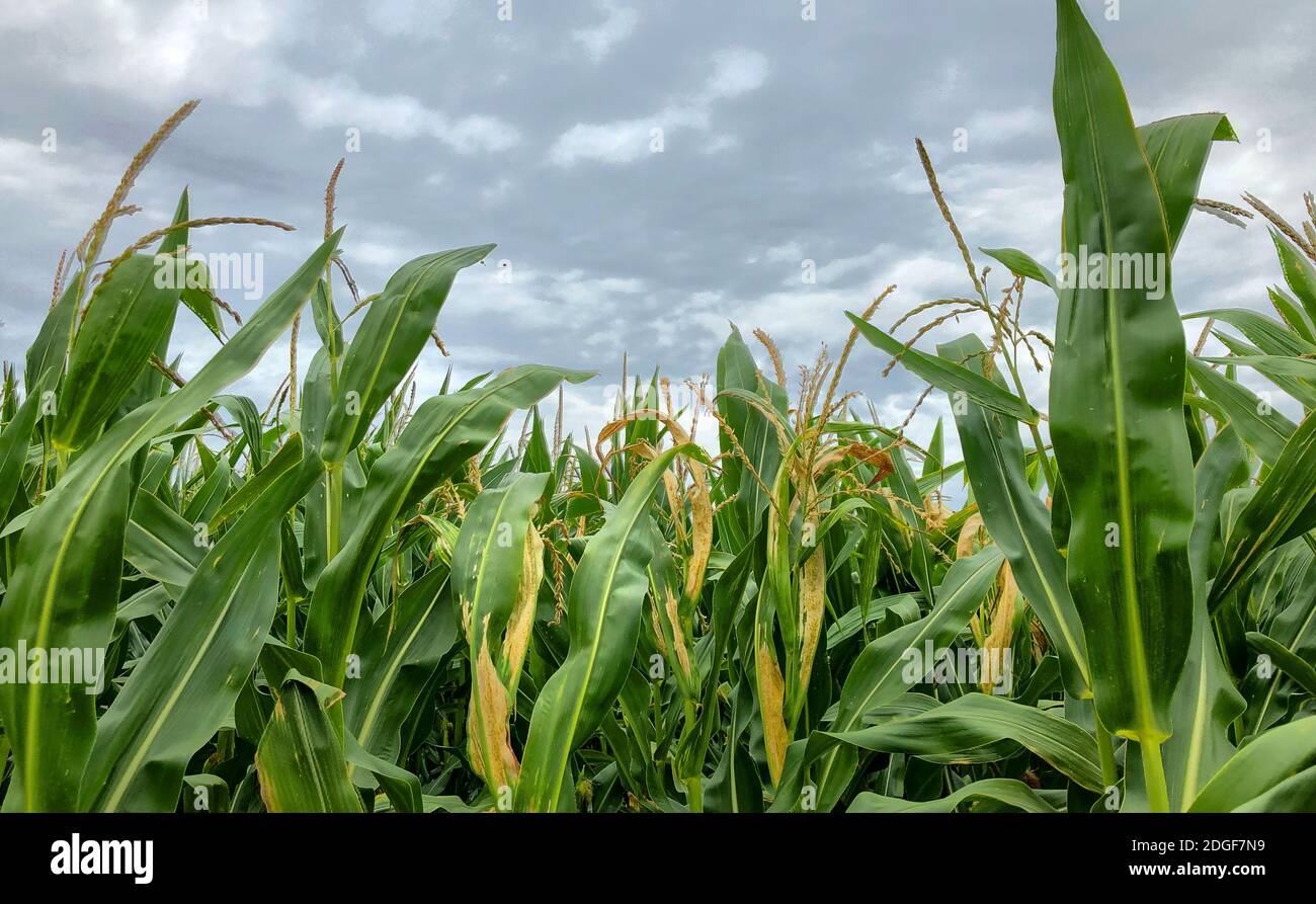Über Maisfeldern drohen dunkle Sturmhimmel. Stockfoto