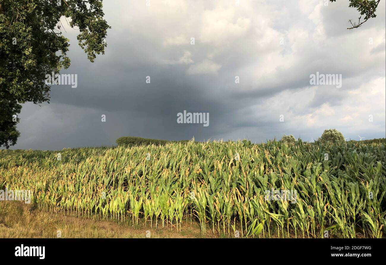 Über Maisfeldern drohen dunkle Sturmhimmel. Stockfoto