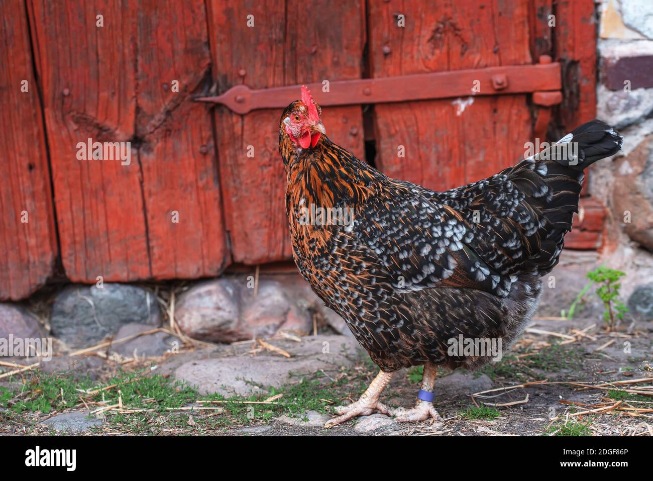 Eine dunkelbraune Henne geht im Hof Der Eingang zu seinem Haus Stockfoto