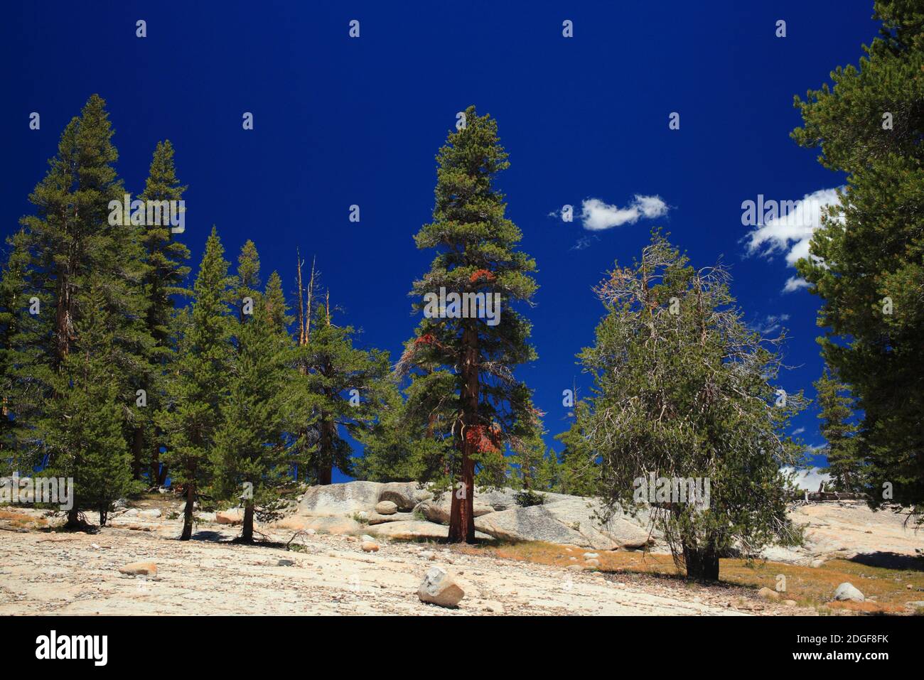 Blauer Himmel des Parks Stockfoto