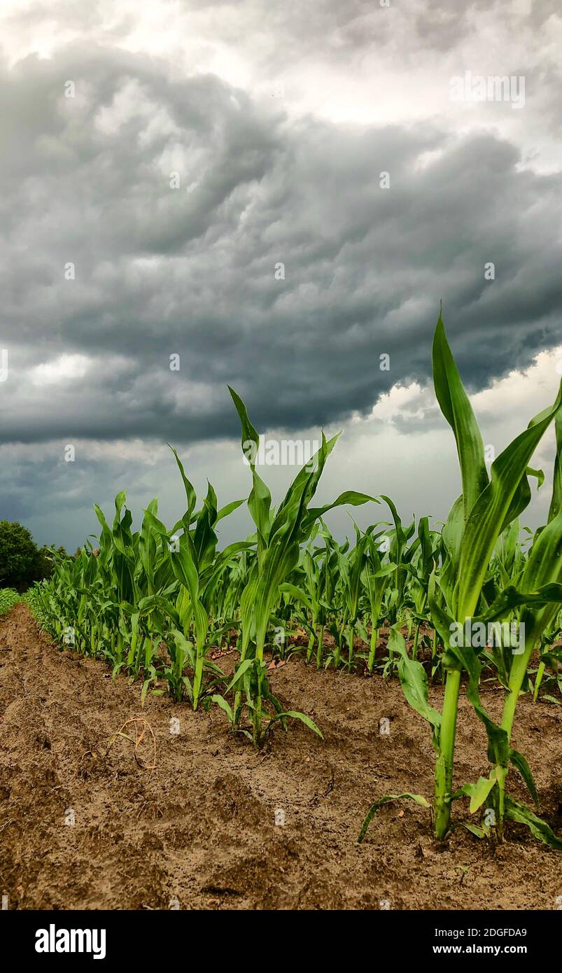 Über Maisfeldern drohen dunkle Sturmhimmel. Stockfoto