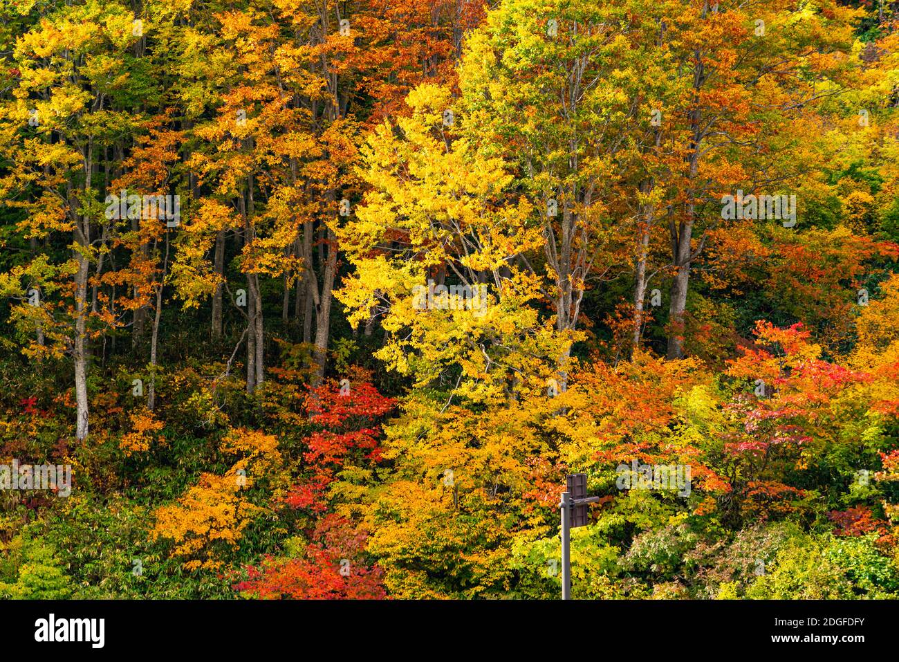 Farbenprächtiges Herbstlaub im Wald Stockfoto