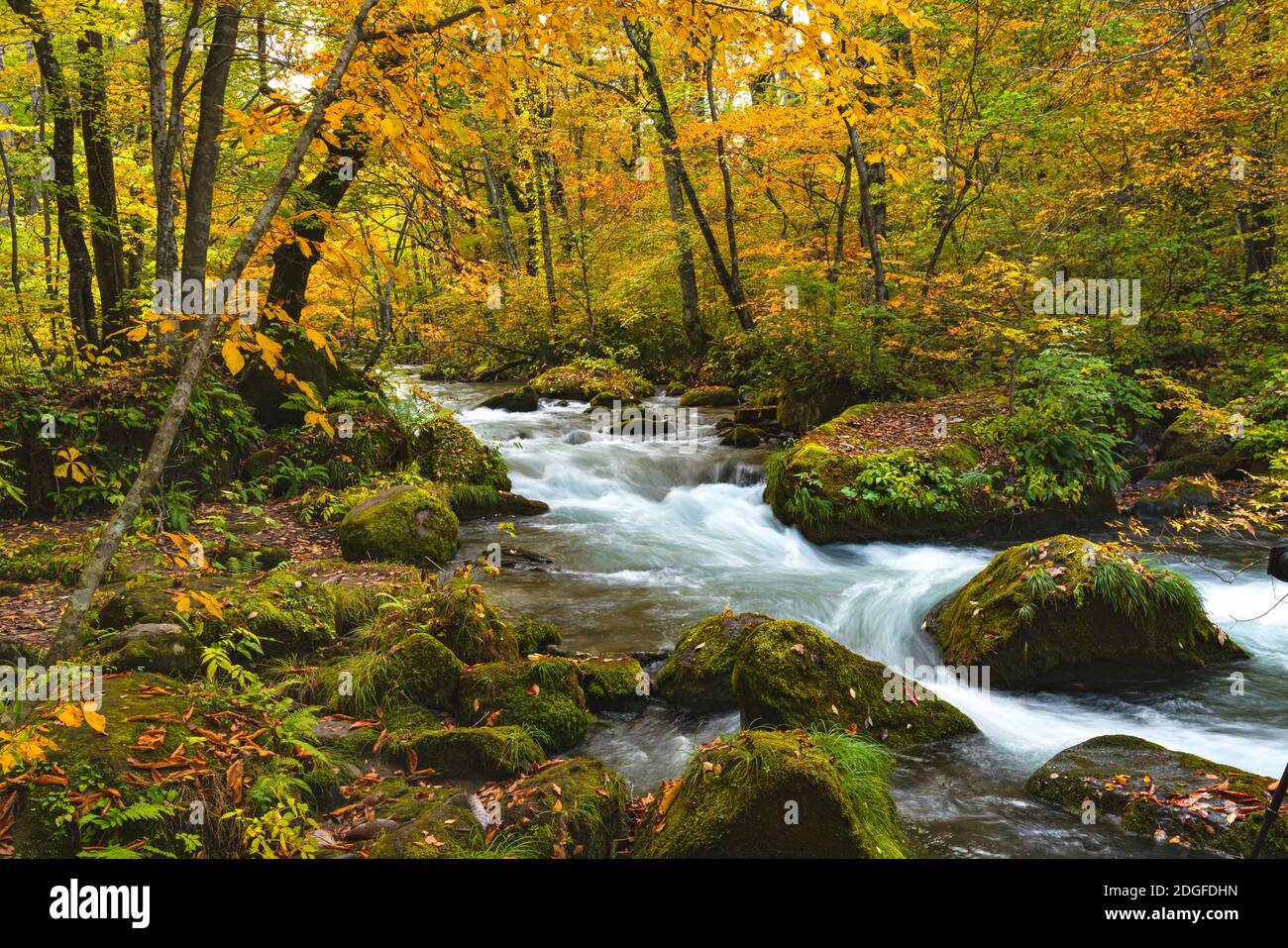 Oirase Fluss fließen vorbei an Felsen mit grünem Moos bedeckt und Bunte Blätter fallen Stockfoto