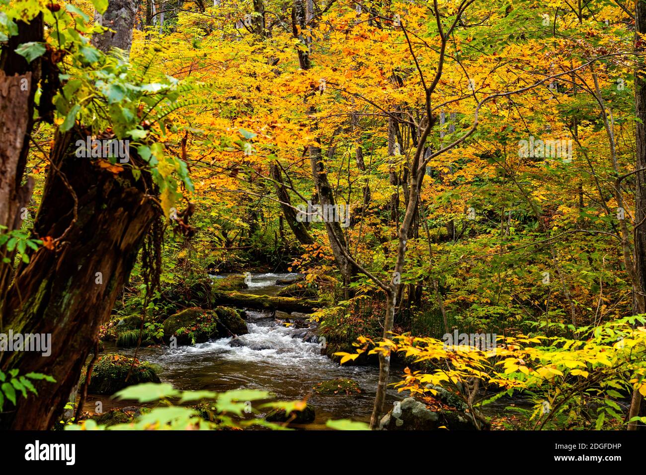 Blick auf den Fluss des Oirase Mountain Stream im bunten Laub Wald in der Herbstsaison Stockfoto