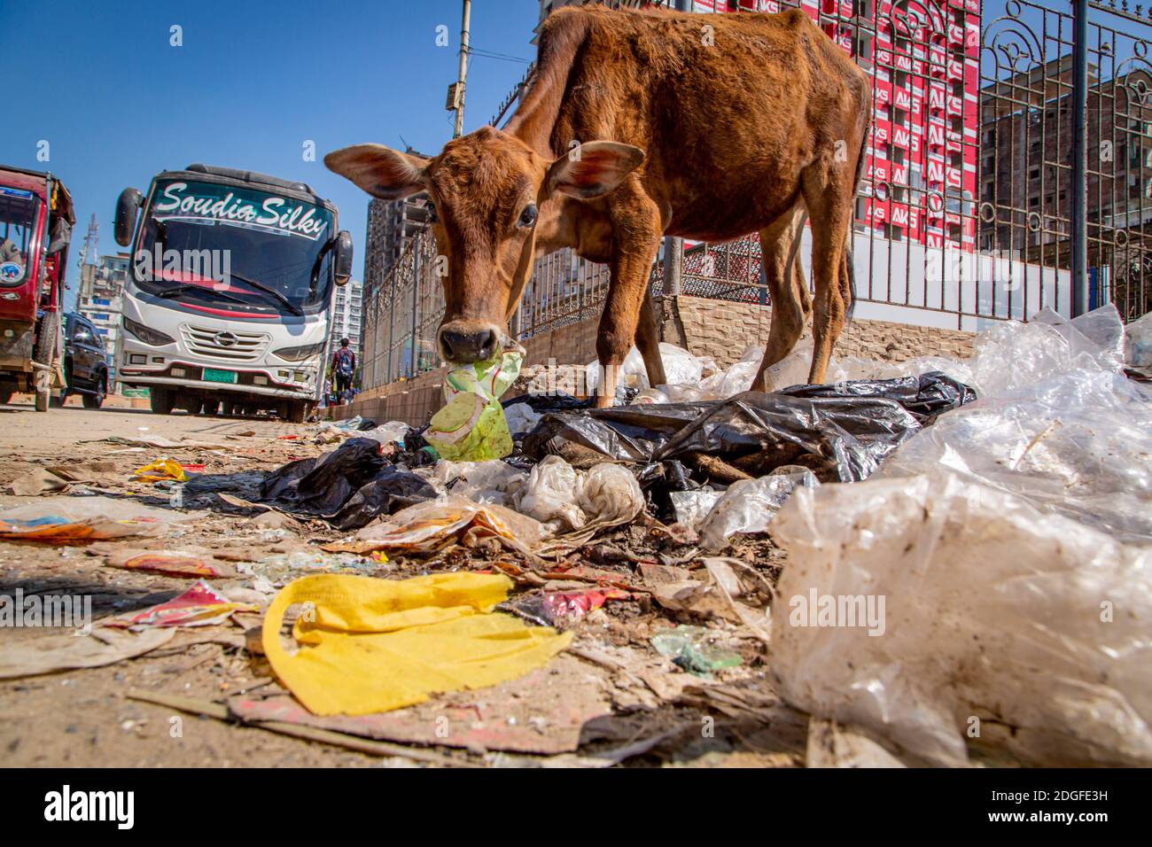 Eine unterernährte Kuh stöbert auf der Straße durch Plastikmüll auf der Suche nach Nahrung am Strand in Cox's Bazar in Bangladesch. Gelegen an einem der längsten Strände der Welt, ist die Gegend seit Jahren ein Touristenziel. Mit den Abwässern und dem Müll als offensichtlichem Nachdenken steht die Infrastruktur in der Stadt unter neuem Druck mit einer schnell wachsenden Bevölkerung. Die Region beherbergt auch die weltweit größten Flüchtlingslager für die Rohingyas, die aus Myanmar geflohen sind. Die NGO's, die bei der Flüchtlingskrise helfen, suchen auch nach Möglichkeiten, den aufnehmenden Gemeinschaften zu helfen. Im Stockfoto