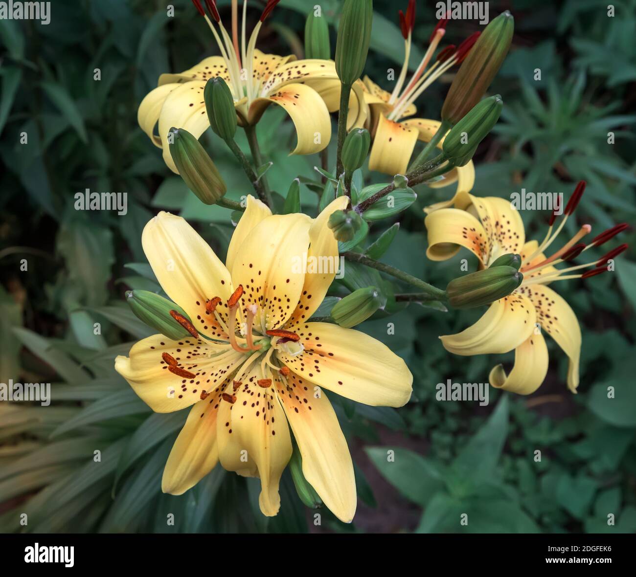 Schöne Blumen Lilie auf einem Hintergrund von grünen Blättern. Stockfoto