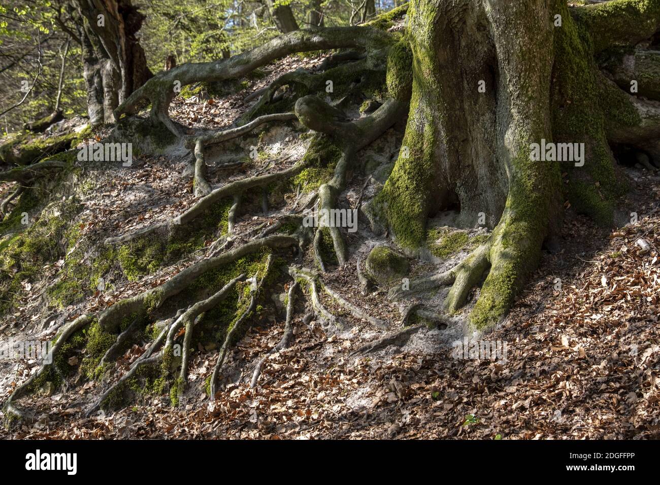 Baumwurzel Stockfoto