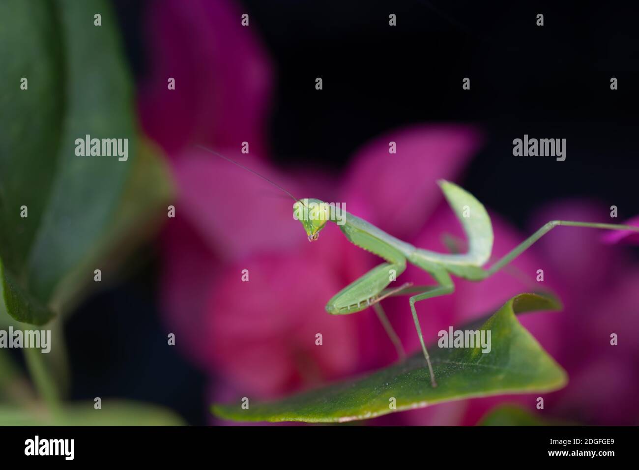 Predator Insekt grüne Mantis auf rosa Blume Hintergrund Stockfoto