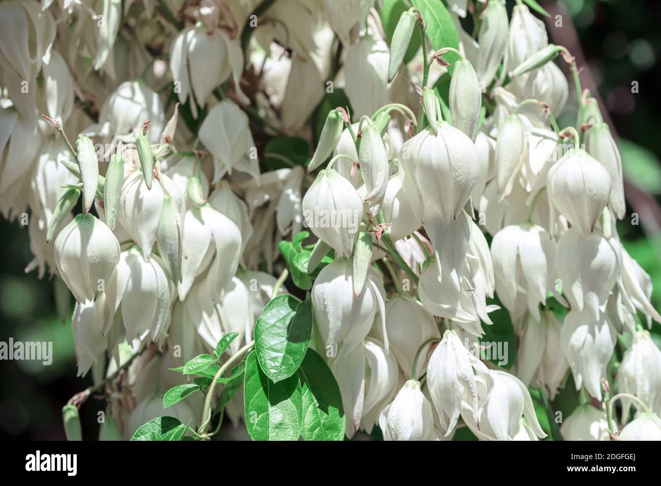 Palmlilie Yucca gloriosa. Spanischer Dolch. Blühende immergrüne Sukkulente mit weißen Blüten, wächst ich Stockfoto