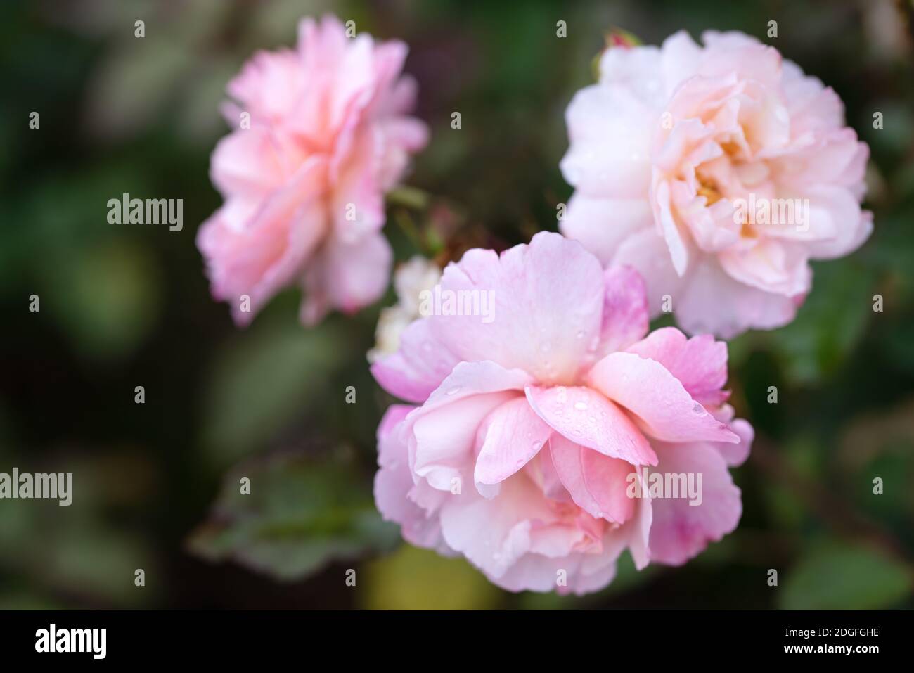 Nahaufnahme der Schönheit rosa Rose mit glänzenden Wassertropfen isoliert Auf schwarzem Hintergrund Stockfoto