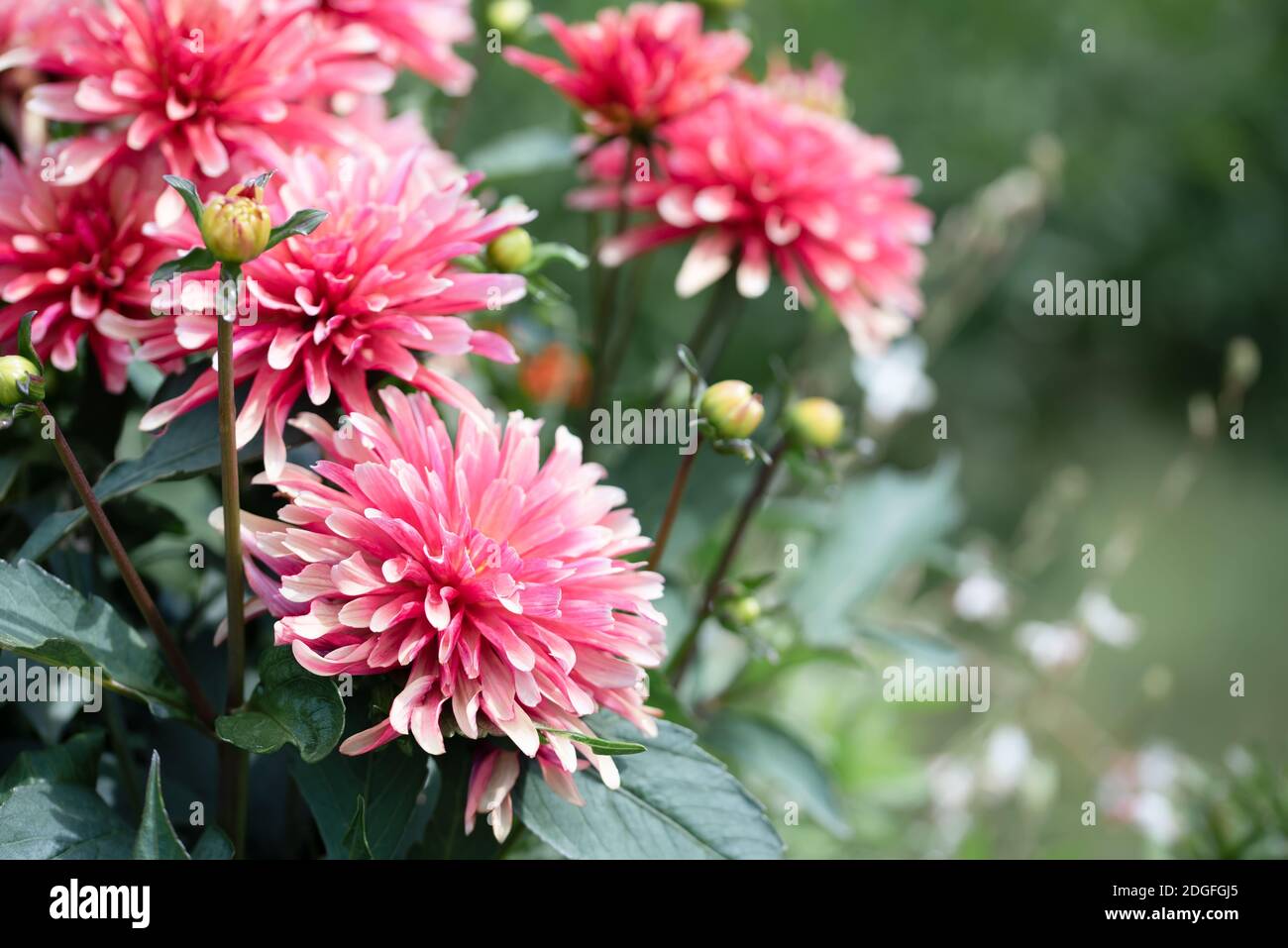 Rosa Chrysantheme Blumen Nahaufnahme Foto Stockfoto