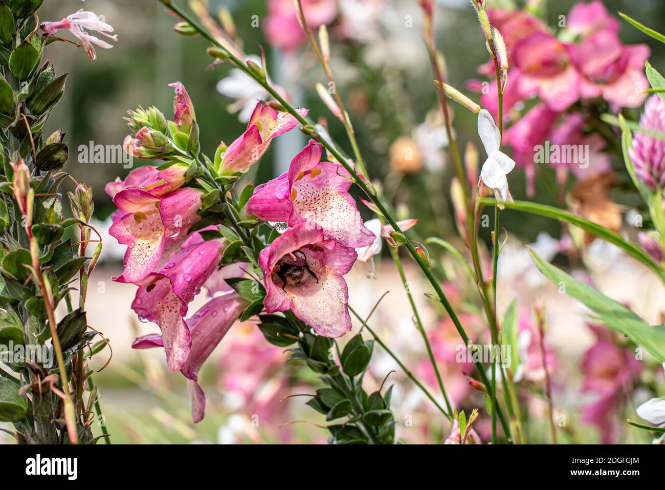 Rosa snapdragon Blumen umgeben von Flieder Blumen Stockfoto