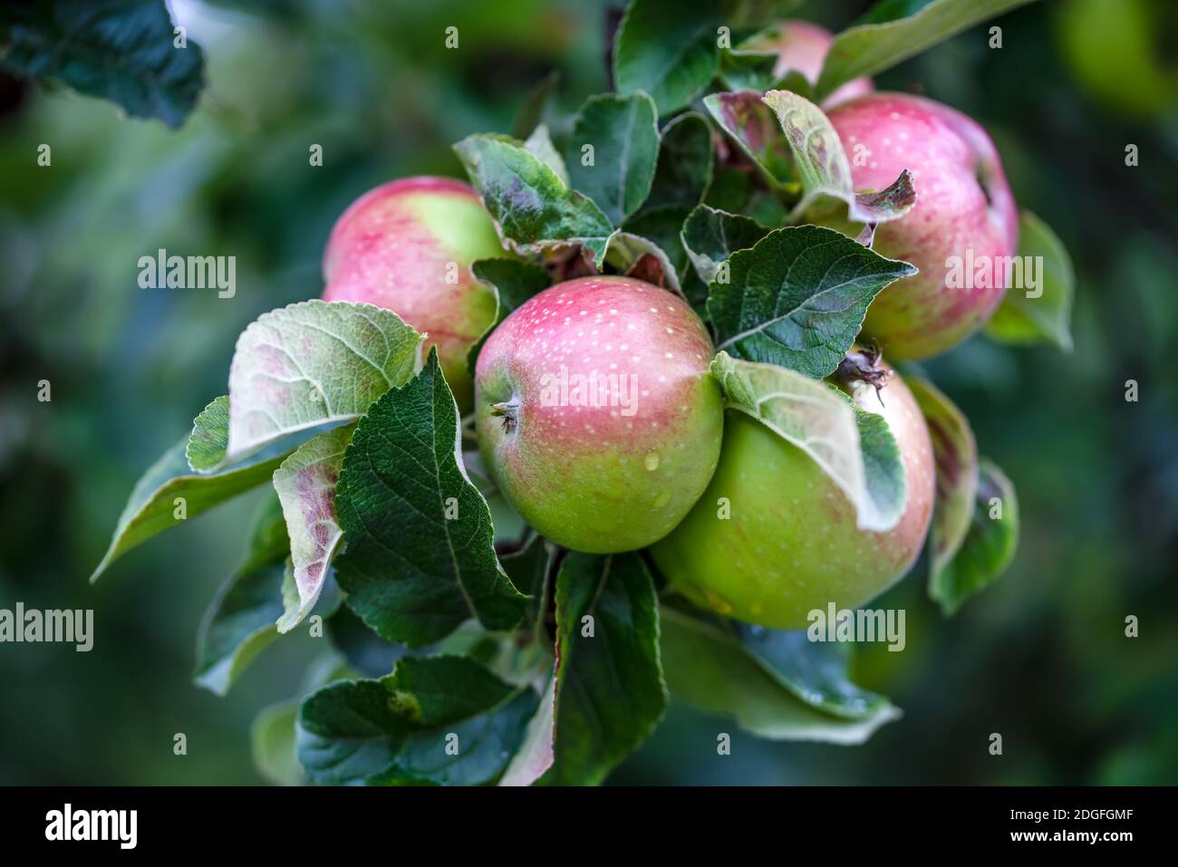 Grüner frischer Apfel mit Wassertropfen auf einem Apfel Stockfoto