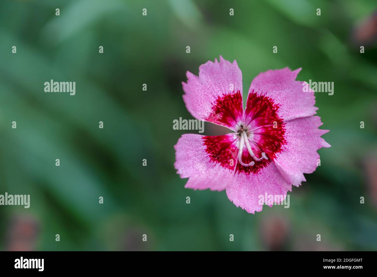Fünf Blütenblatt hellrosa Wiese Nelke Blume Stockfoto