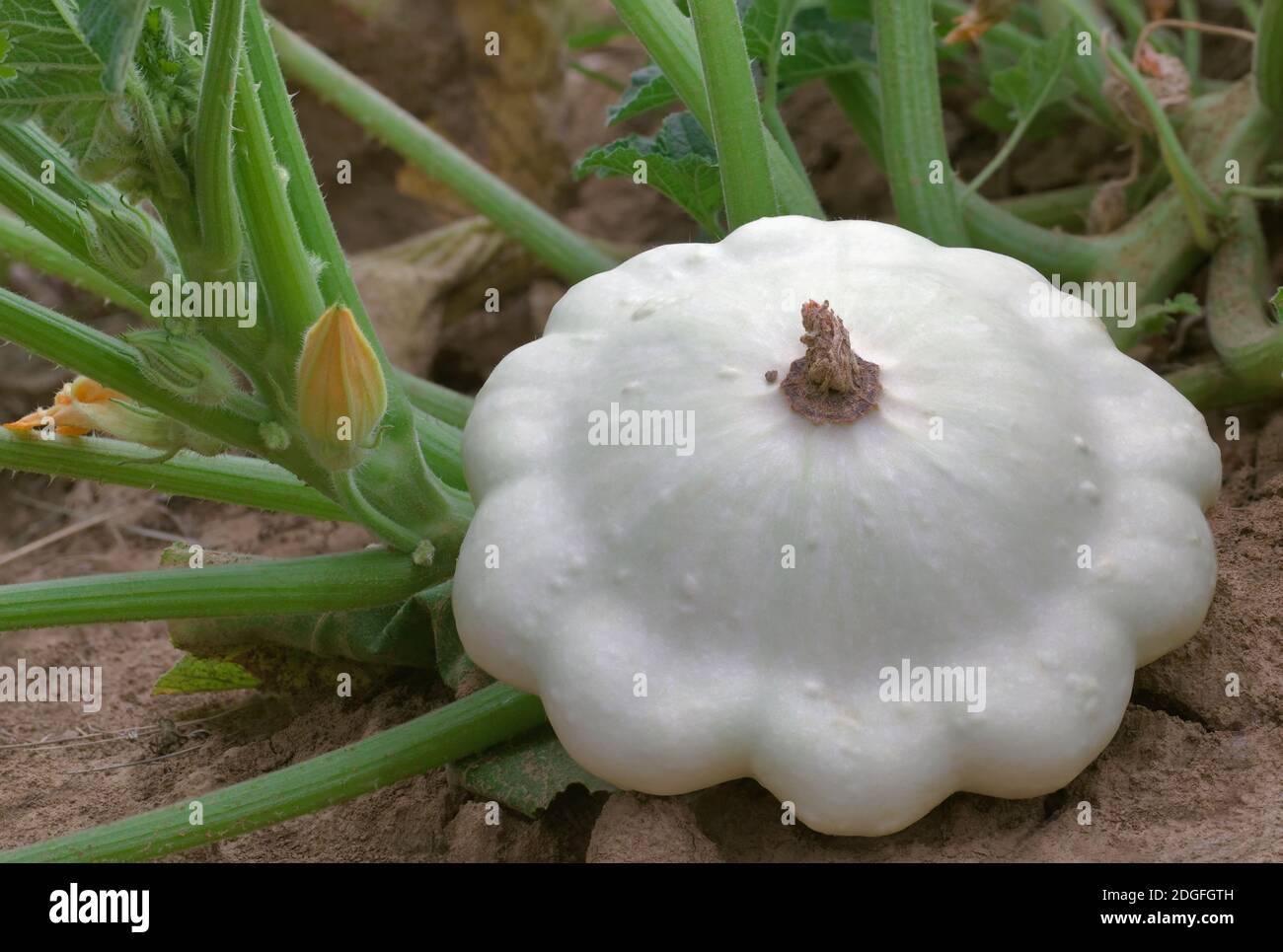 Pattypan weiß Squash Stockfoto