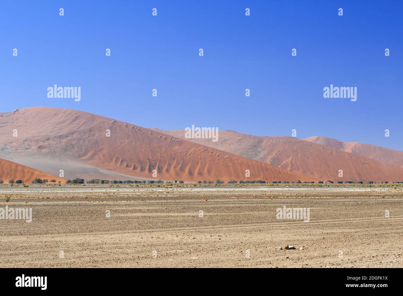 Dünen mit Akazien in der Wüste Namib, Namibia, Afrika. Stockfoto
