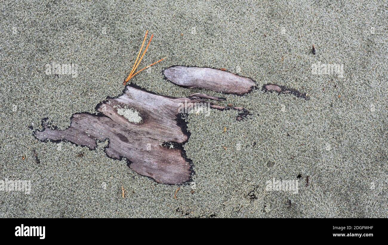 Eine gefundene Anordnung von Treibholz mit einem Spray von Kiefernnadeln auf dem grauen Vulkansand von Te Horo Beach, NZ Stockfoto