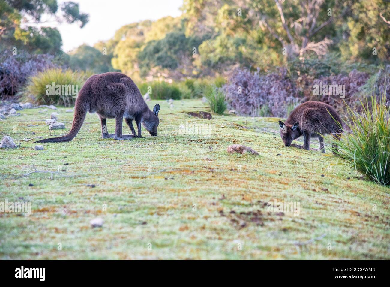 Kostenlose Kängurus auf Kangaroo Island an einem sonnigen Morgen Stockfoto