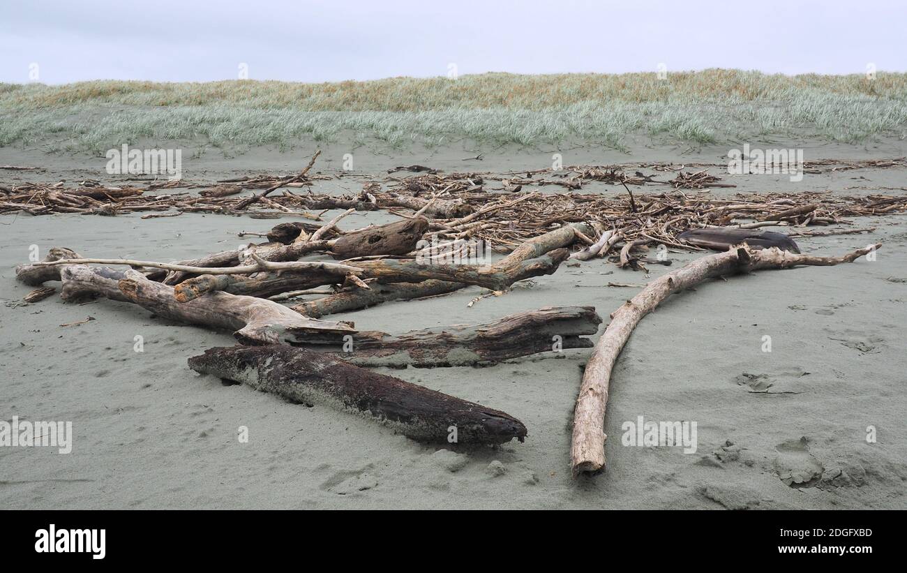 Treibholz und Sanddünen am Waitarere Beach, NZ Stockfoto